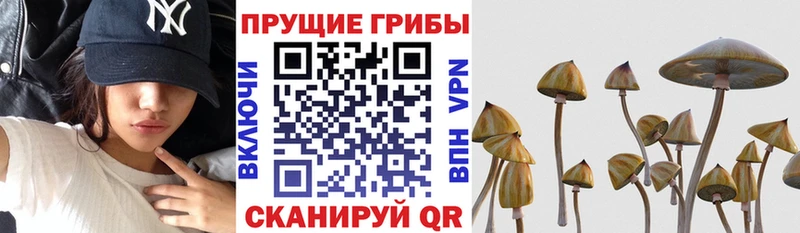 кракен зеркало  где купить   Балашов  Галлюциногенные грибы ЛСД 